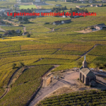 L’ histoire du vin, entre passé et futur